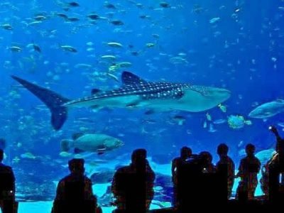 Hurghada Grand Aquarium Marine Life Atrakcja nad Morzem Czerwonym