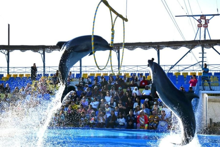 Dolphin Show Hurghada.