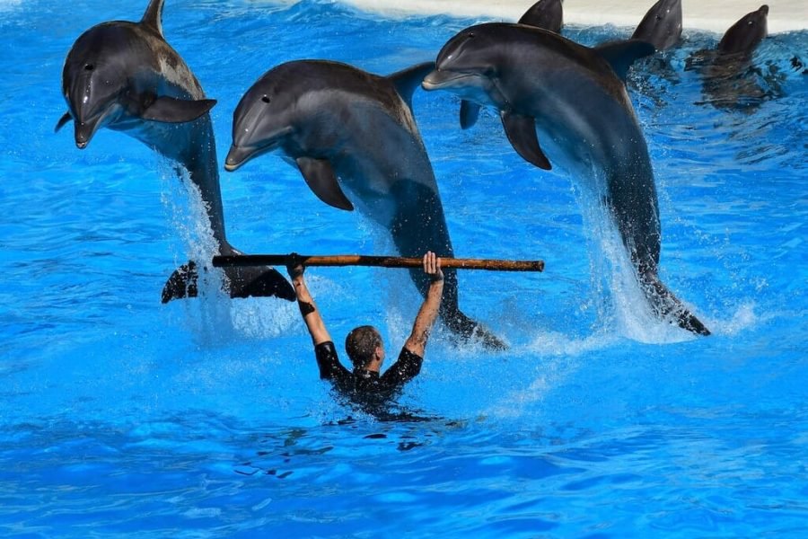 Delfin Show Hurghada Rodzinna rozrywka ze skaczącymi delfinami