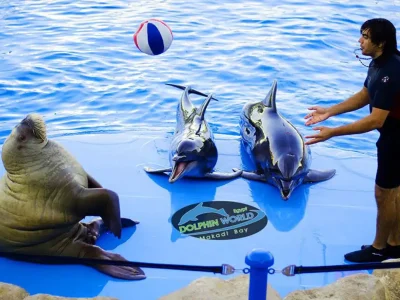 Sporty wodne w Sharm El Sheikh, w tym nurkowanie z rurką, parasailing i narty wodne na Morzu Czerwonym