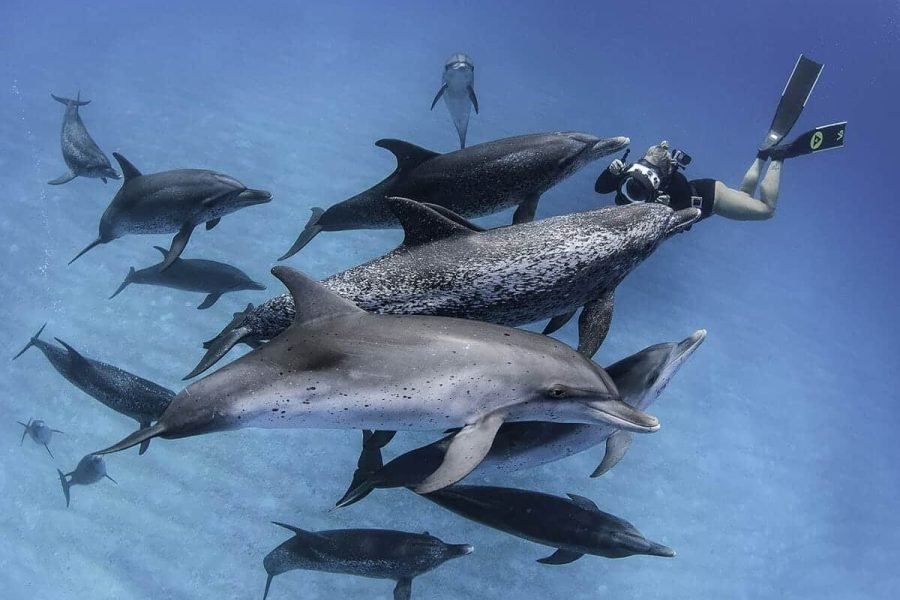Snorkelingowcy cieszący się krystalicznie czystą wodą podczas wycieczki łodzią na wyspę Tiran w pobliżu Sharm El Sheikh