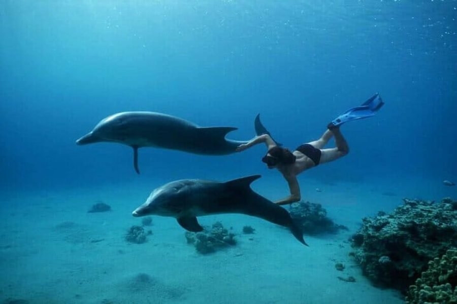 Dolphin House w Marsa Alam