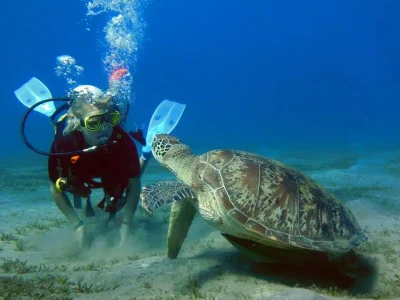 Żółw morski pływający na plaży Abu Dabab w Marsa Alam z czystą turkusową wodą