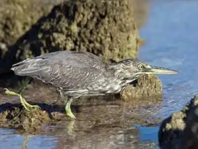 Park Narodowy Nabq w Sharm El Sheikh z widokiem na pustynię, namorzyny i Morze Czerwone