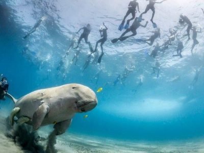 Plaża Abu Dabbab wycieczka jednodniowa Marsa Alam