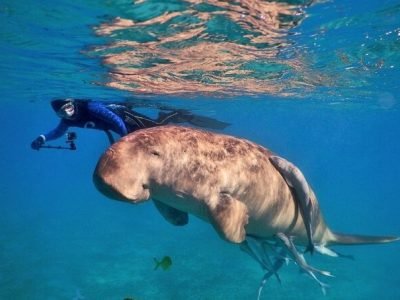 Abu Dabbab Adventure snorkeling z żółwiami i diugoniami w krystalicznie czystych wodach
