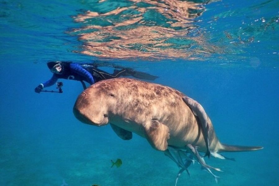 Abu Dabbab Adventure snorkeling z żółwiami i diugoniami w krystalicznie czystych wodach