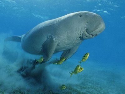 Żółw morski pływający na plaży Abu Dabab w Marsa Alam z czystą turkusową wodą