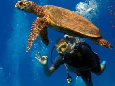 Sharm EL Naga Bay Beach Resort snorkeling beach diving coral reef