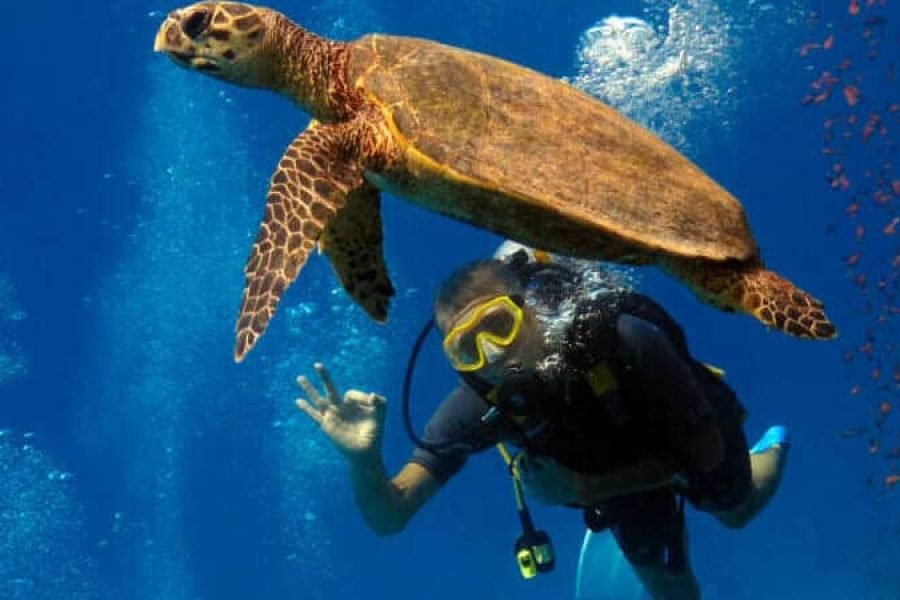 Abu Dabbab Adventure snorkeling z żółwiami i diugoniami w krystalicznie czystych wodach
