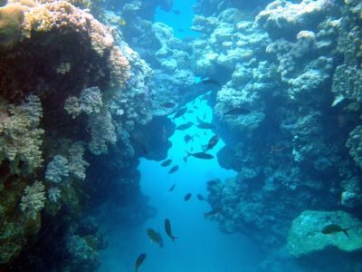 Żółw morski pływający nad kolorowymi rafami koralowymi w Marsa Mubarak Marsa Alam Trip