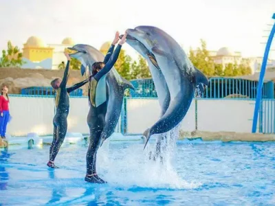 Dolphins leaping out of the water during a live show in Hurghada with a cheering audience in the background