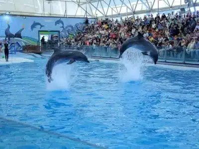 Dolphin Park Excursion in Sharm El Sheikh featuring dolphins leaping out of the pool during a live show