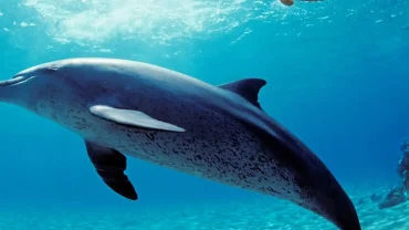 Dolphin House in Marsa Alam with snorkelers swimming alongside wild dolphins in crystal-clear waters