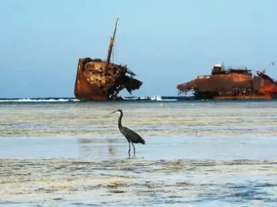 Nabq National Park Sharm El Sheikh coastal mangroves and wildlife under clear blue sky