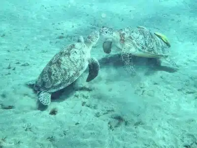 Marsa Mubarak snorkeling trip with swimmers exploring coral reefs alongside a green sea turtle in clear blue waters