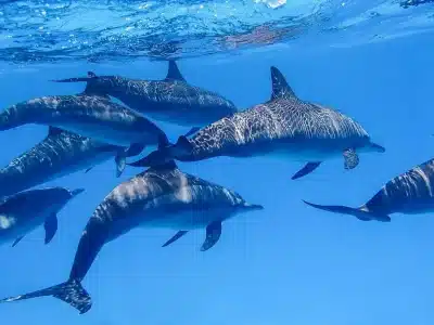 : Snorkelers swimming near wild dolphins in the Red Sea during a Dolphin House boat trip