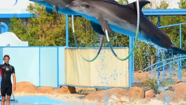 Dolphins leaping out of the water during a live show in Hurghada with a cheering audience in the background