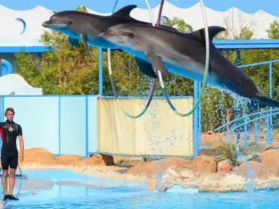 Wycieczka do parku delfinów w Sharm El Sheikh z rodziną oglądającą skoki delfinów