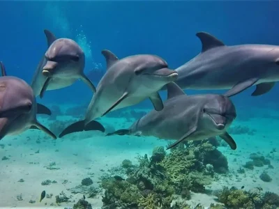 Dolphin House in Marsa Alam with snorkelers swimming alongside wild dolphins in crystal-clear waters