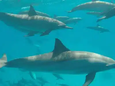 : Snorkelers swimming near wild dolphins in the Red Sea during a Dolphin House boat trip