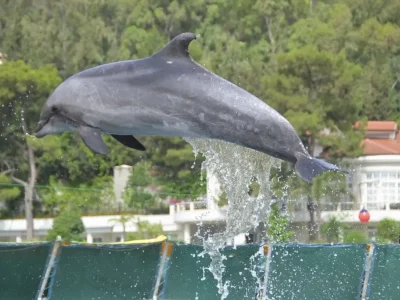 Dolphin Park Excursion in Sharm El Sheikh featuring dolphins leaping out of the pool during a live show