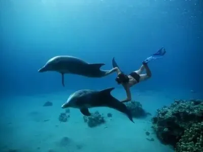 Dolphin House in Marsa Alam with snorkelers swimming alongside wild dolphins in crystal-clear waters