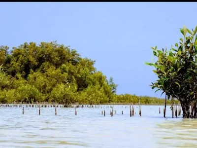 Nabq National Park Sharm El Sheikh coastal mangroves and wildlife under clear blue sky