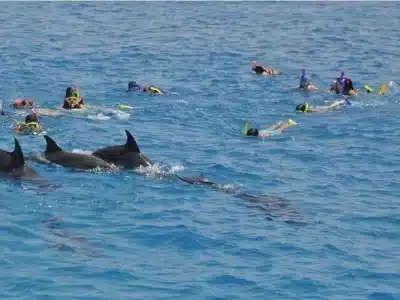 Dolphin House in Marsa Alam with snorkelers swimming alongside wild dolphins in crystal-clear waters