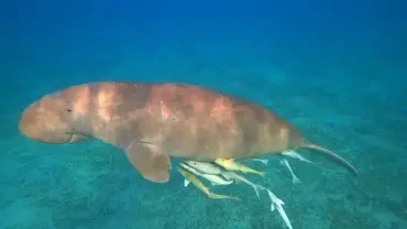 Snorkeler pływający z żółwiem morskim podczas Abu Dabbab Adventure w Marsa Alam
