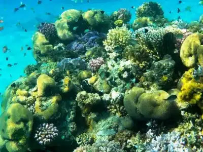 Sharm El Luli beach with turquoise waters and white sand, plus El Qulaan mangrove trees along the Red Sea