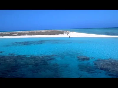  Abu Dabbab Beach Marsa Alam with snorkelers swimming alongside sea turtles in clear turquoise water