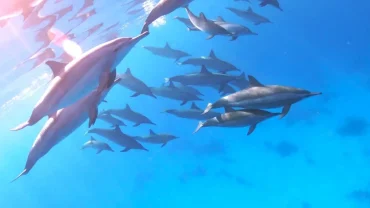 : Snorkelers swimming near wild dolphins in the Red Sea during a Dolphin House boat trip