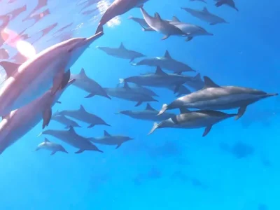 Sataya Dolphins Reef in Marsa Alam showing dolphins and coral reefs