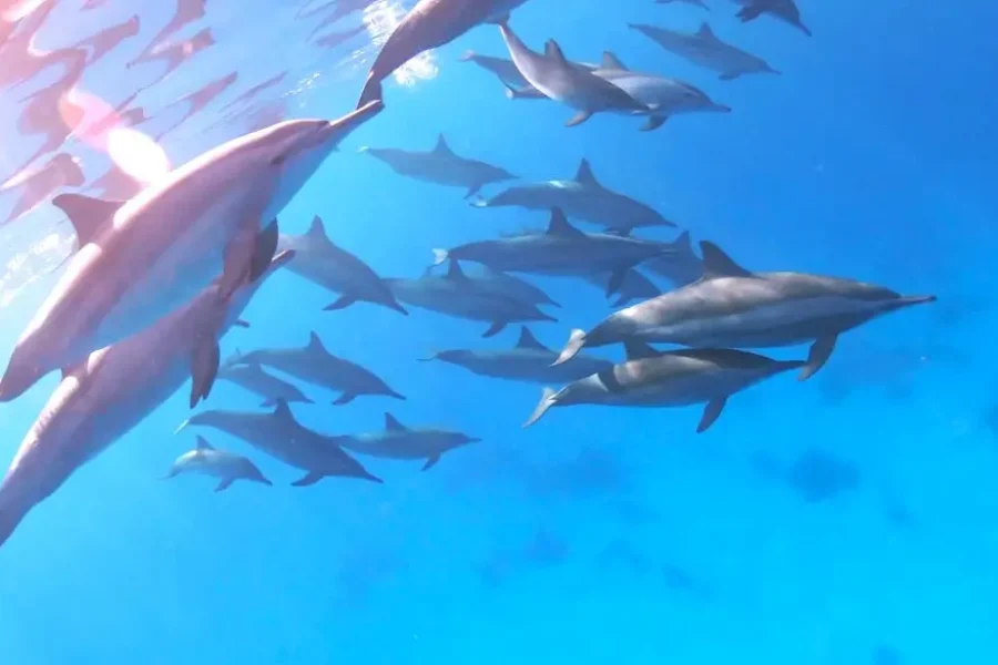 Dolphin