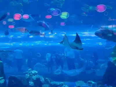 Visitors walking through the underwater tunnel at Hurghada Grand Aquarium surrounded by colorful marine life