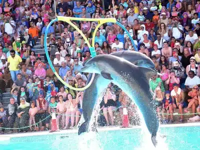 Dolphins leaping out of the water during a live show in Hurghada with a cheering audience in the background