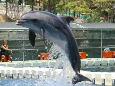 Dolphin Park Excursion in Sharm El Sheikh featuring dolphins leaping out of the pool during a live show