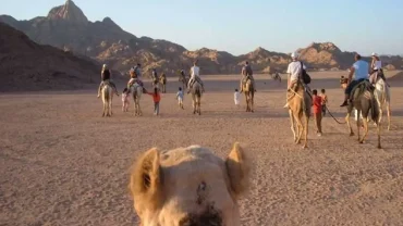 Tourists riding quads and camels during a desert safari in Hurghada