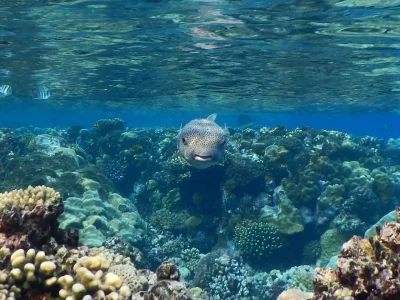  Abu Dabbab Beach Marsa Alam with snorkelers swimming alongside sea turtles in clear turquoise water