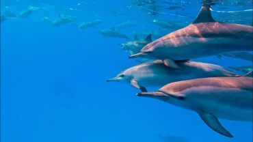 : Snorkelers swimming near wild dolphins in the Red Sea during a Dolphin House boat trip