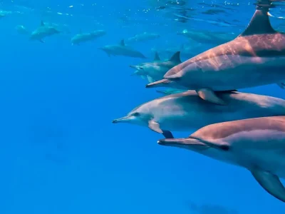 : Snorkelers swimming near wild dolphins in the Red Sea during a Dolphin House boat trip