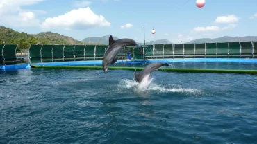Dolphin Park Excursion in Sharm El Sheikh featuring dolphins leaping out of the pool during a live show